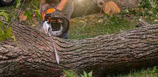 Best Fruit Tree Pruning  in Yoncalla, OR